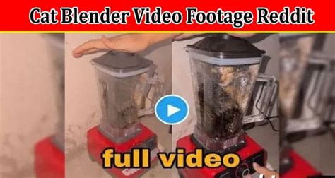 cat blender actual video|Cat in blender original video 